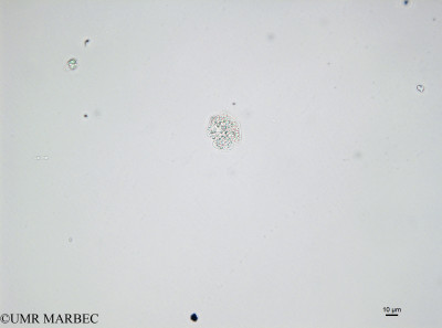 phyto/Bizerte/bizerte_bay/RISCO April 2014/Karenia sp1 (ou Gymnodinium sp -141215_001_ovl -4)(copy)_thumb.jpg